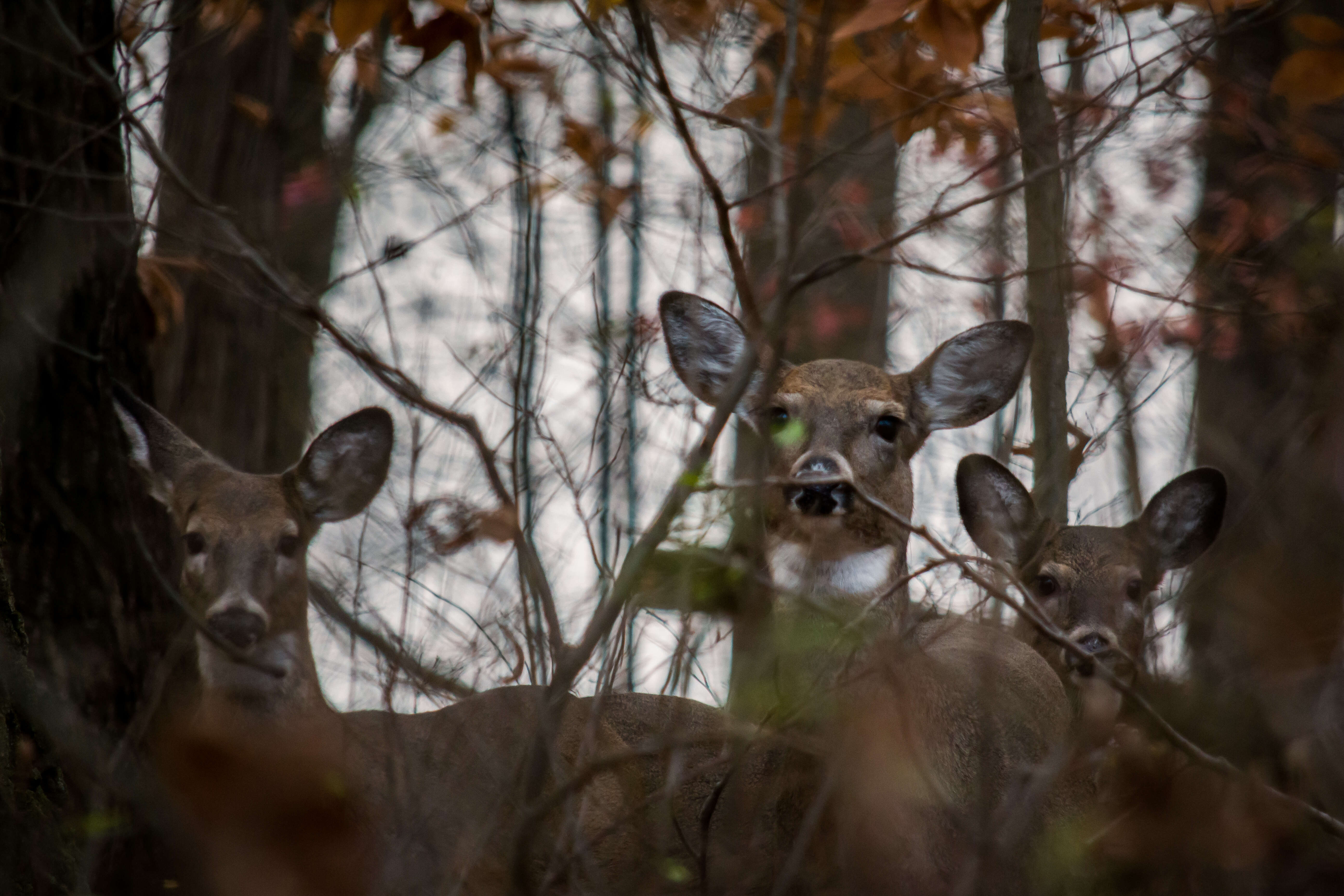 Image of mule deer and white-tailed deer