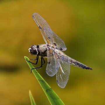 Image of Four-spotted Chaser