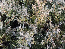 Juniperus chinensis var. sargentii A. Henry resmi