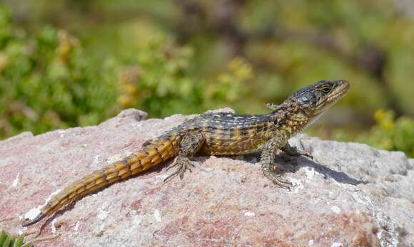 Image of Girdled Lizards