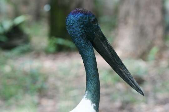 Image of Black-necked Stork