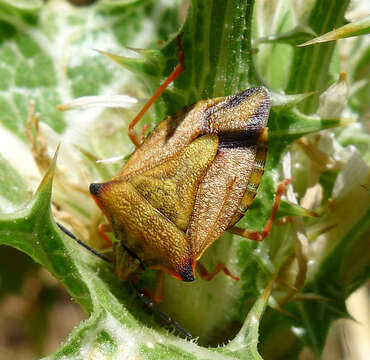 Image of Carpocoris