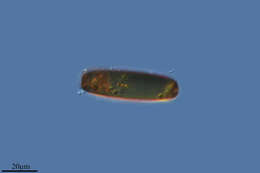 Image of Amphitraemidae