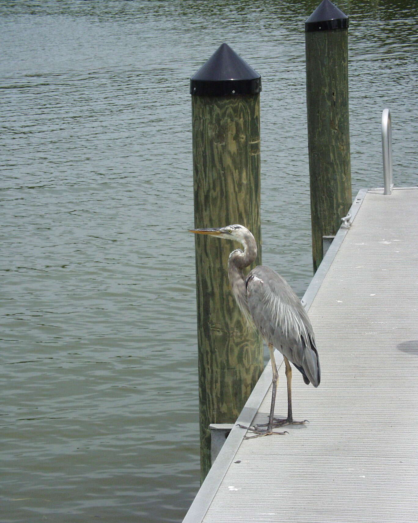 Image of Great Blue Heron