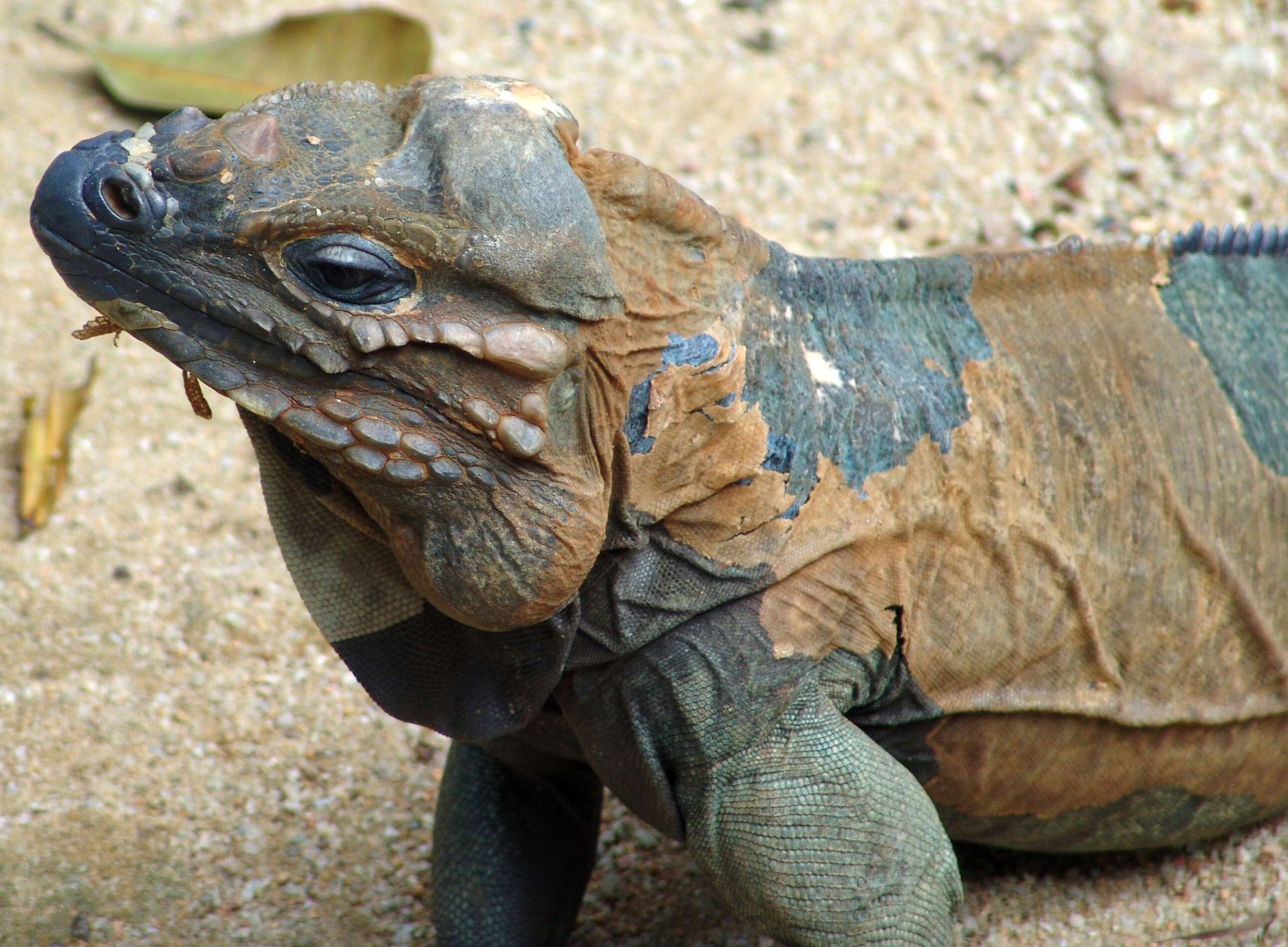 Image of Ground Iguanas