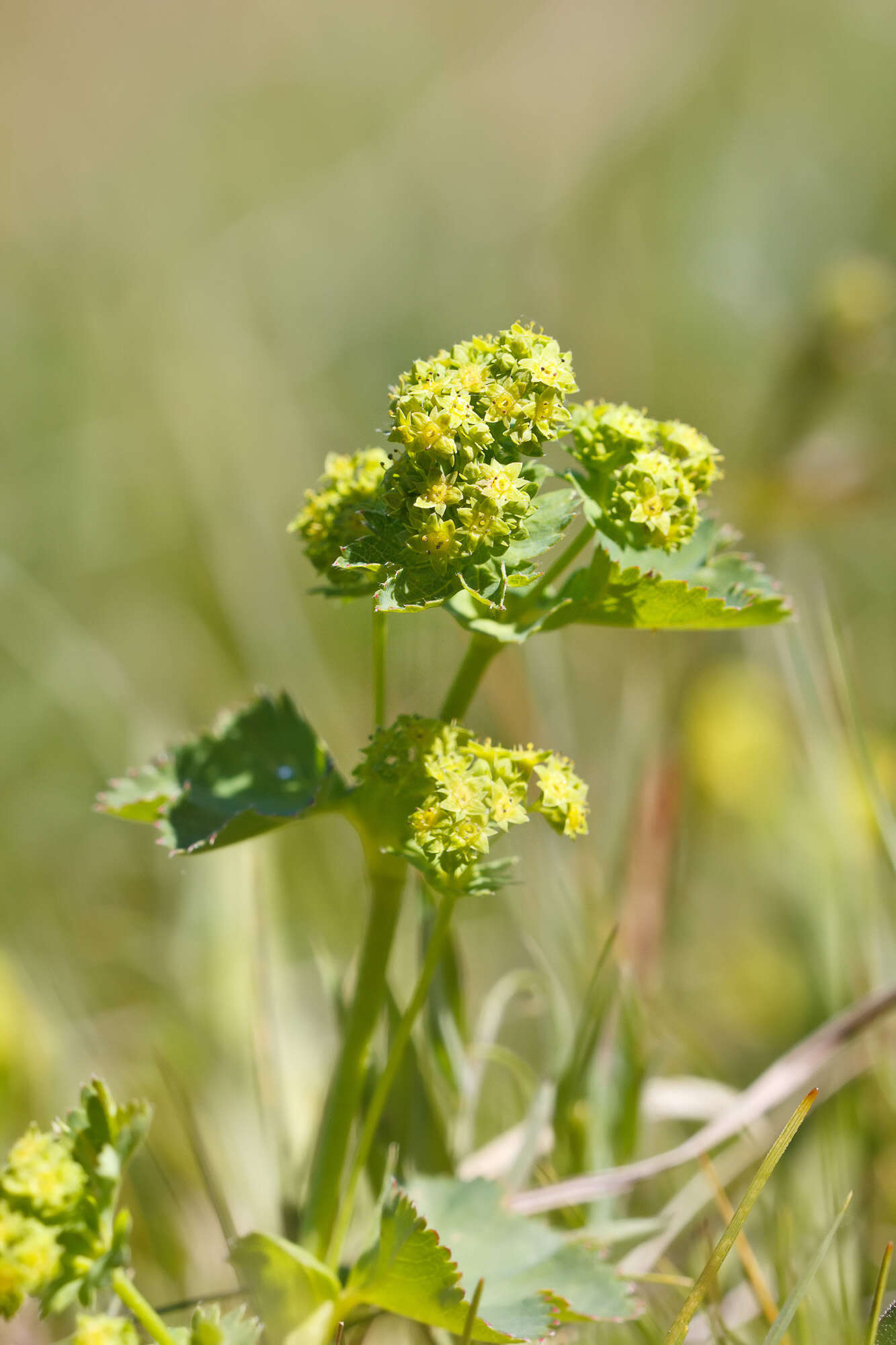 صورة Alchemilla glaucescens Wallr.