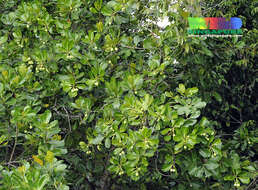 Image of calophyllum