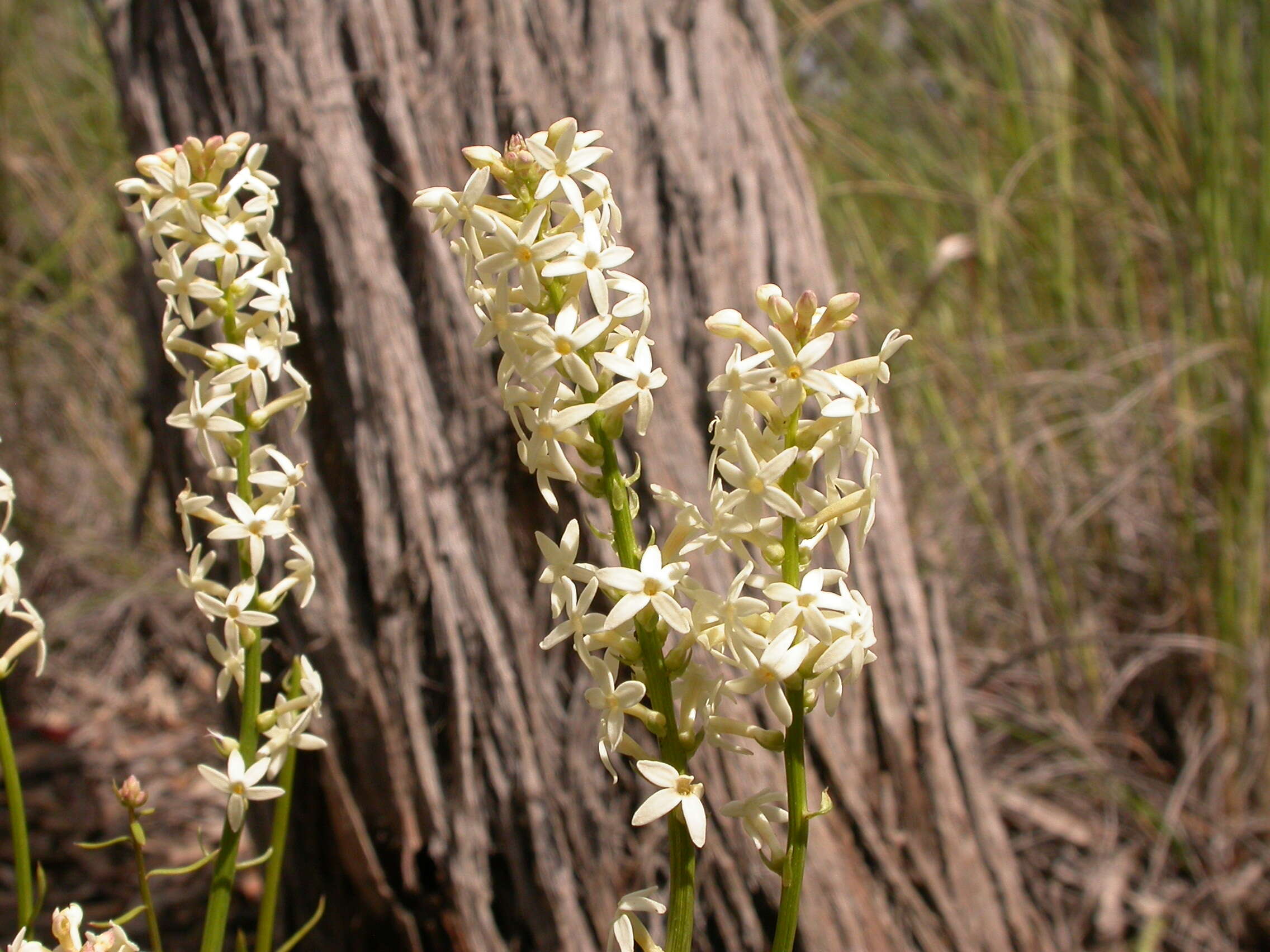 Image of Stackhousia monogyna