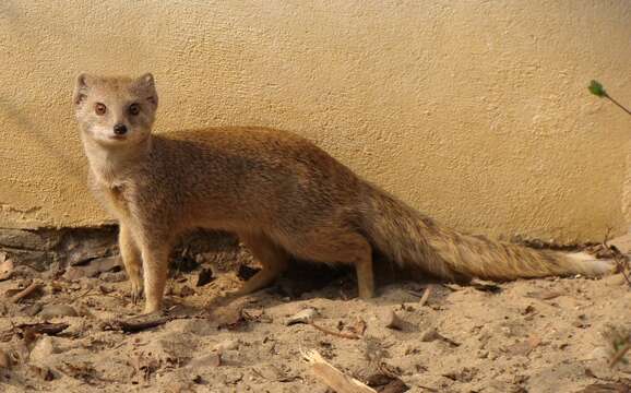 Image of Yellow Mongoose