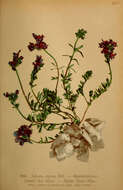 Image of Alpine toadflax