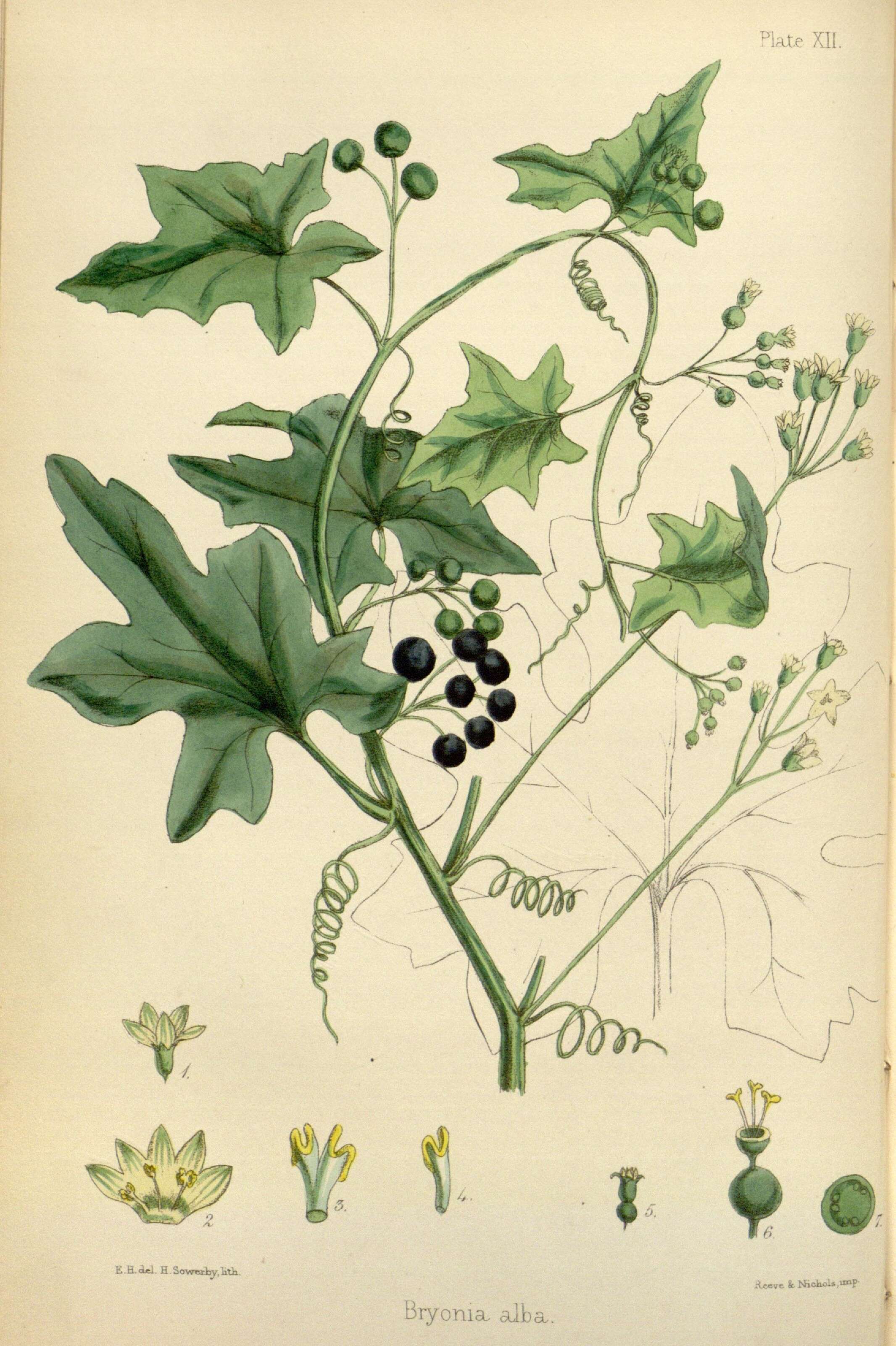 Image of white bryony