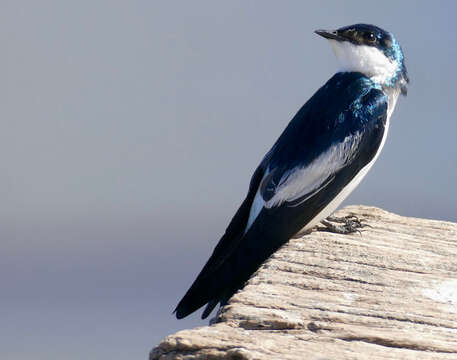 Image of White-winged Swallow