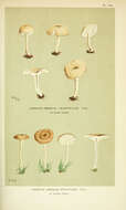 Image of Marasmius striaepileus Antonín & P. Roberts 2004