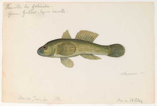 Image of goby