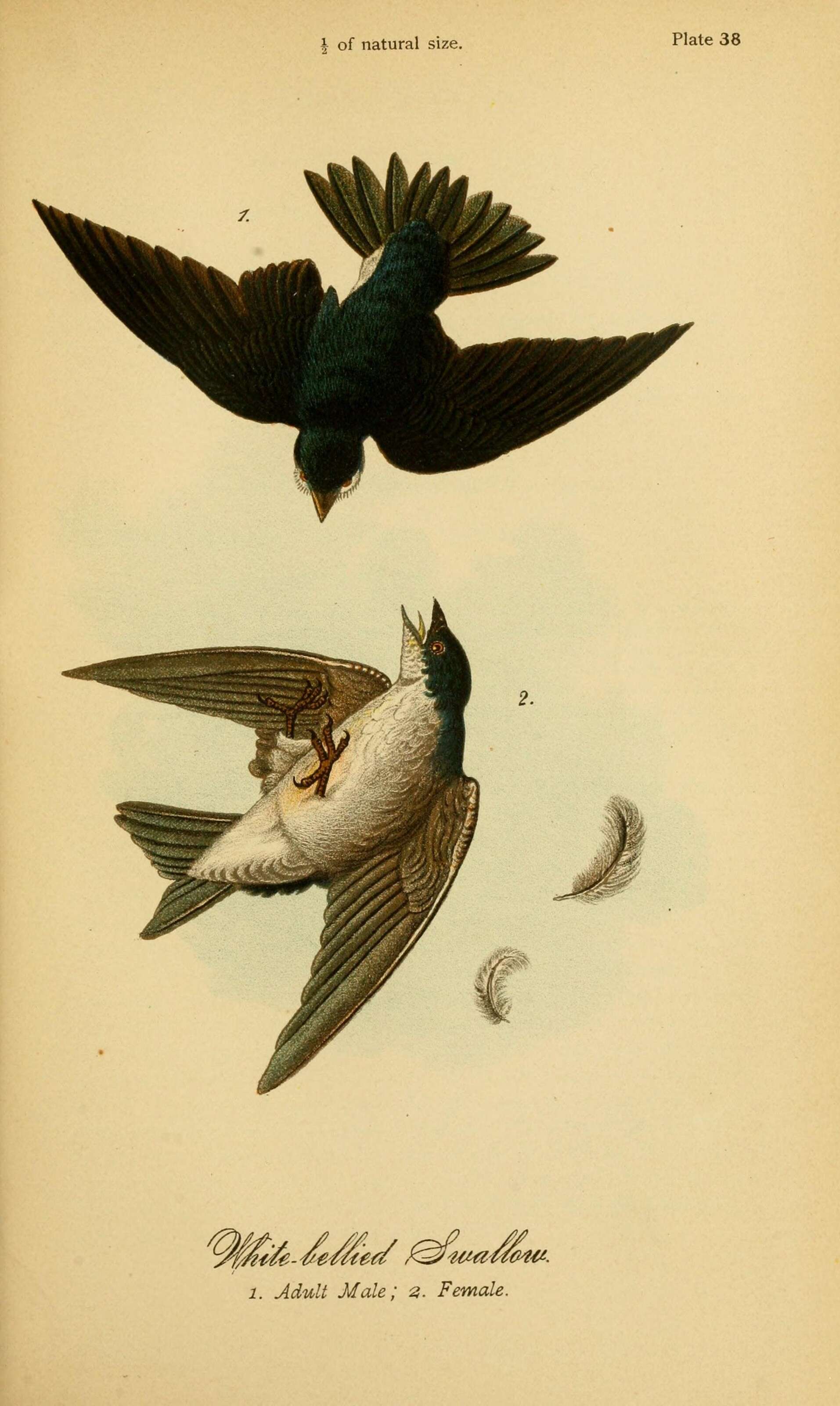 Image of Tachycineta Cabanis 1851