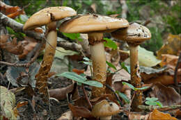 Image of Cortinarius trivialis J. E. Lange 1940