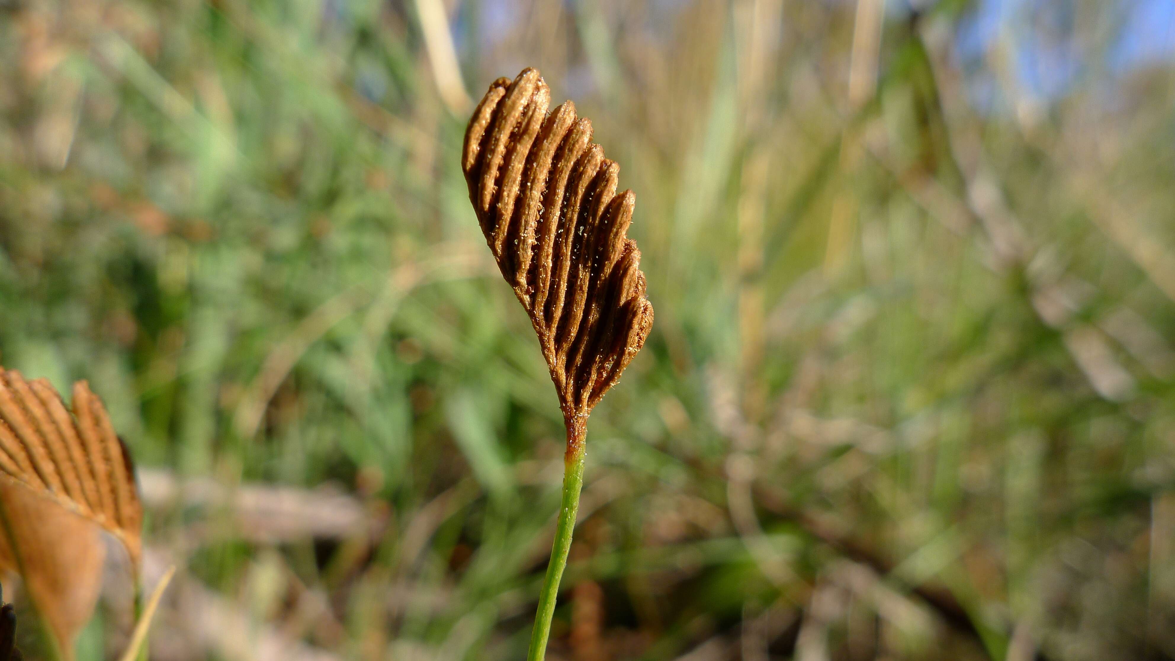 Image of comb ferns