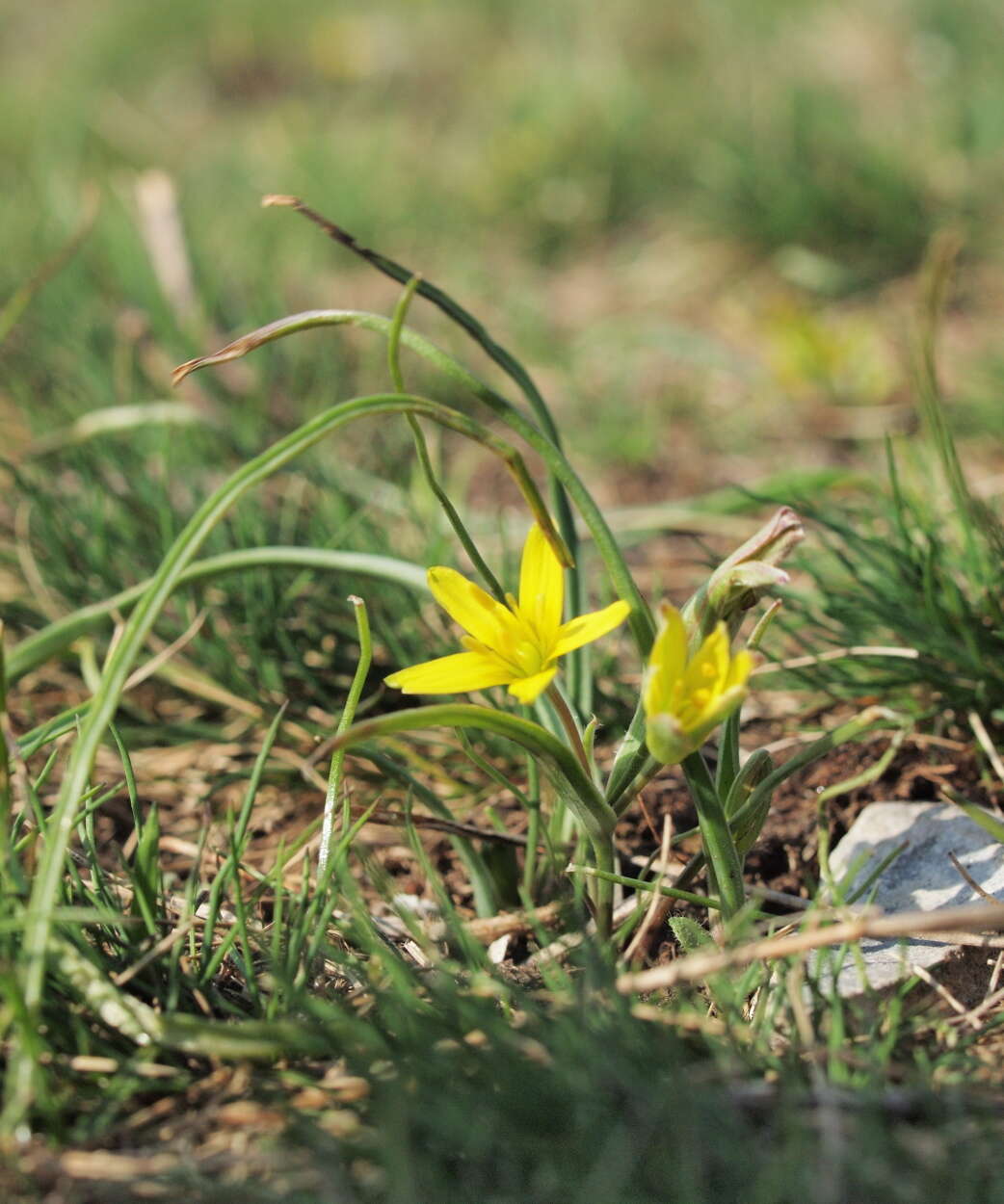 Image of Gagea pusilla (F. W. Schmidt) Sweet