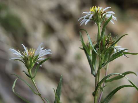 Image of white panicle aster