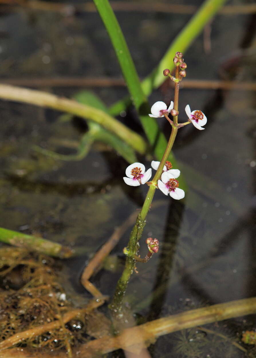 Image of Sagittaria