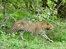 Image of Leopard