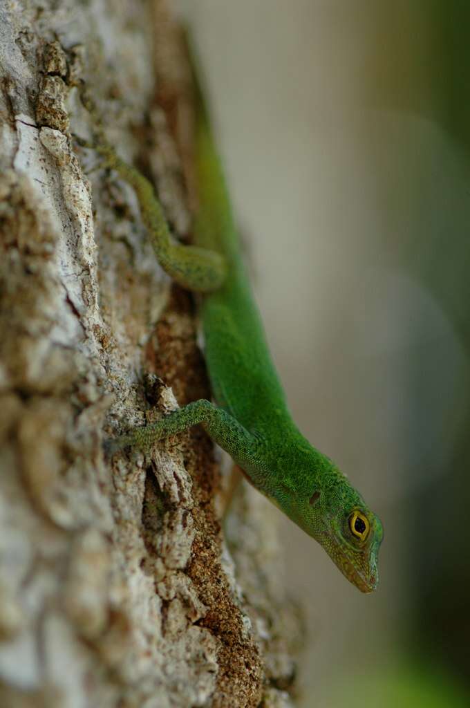 Image of Bark anole