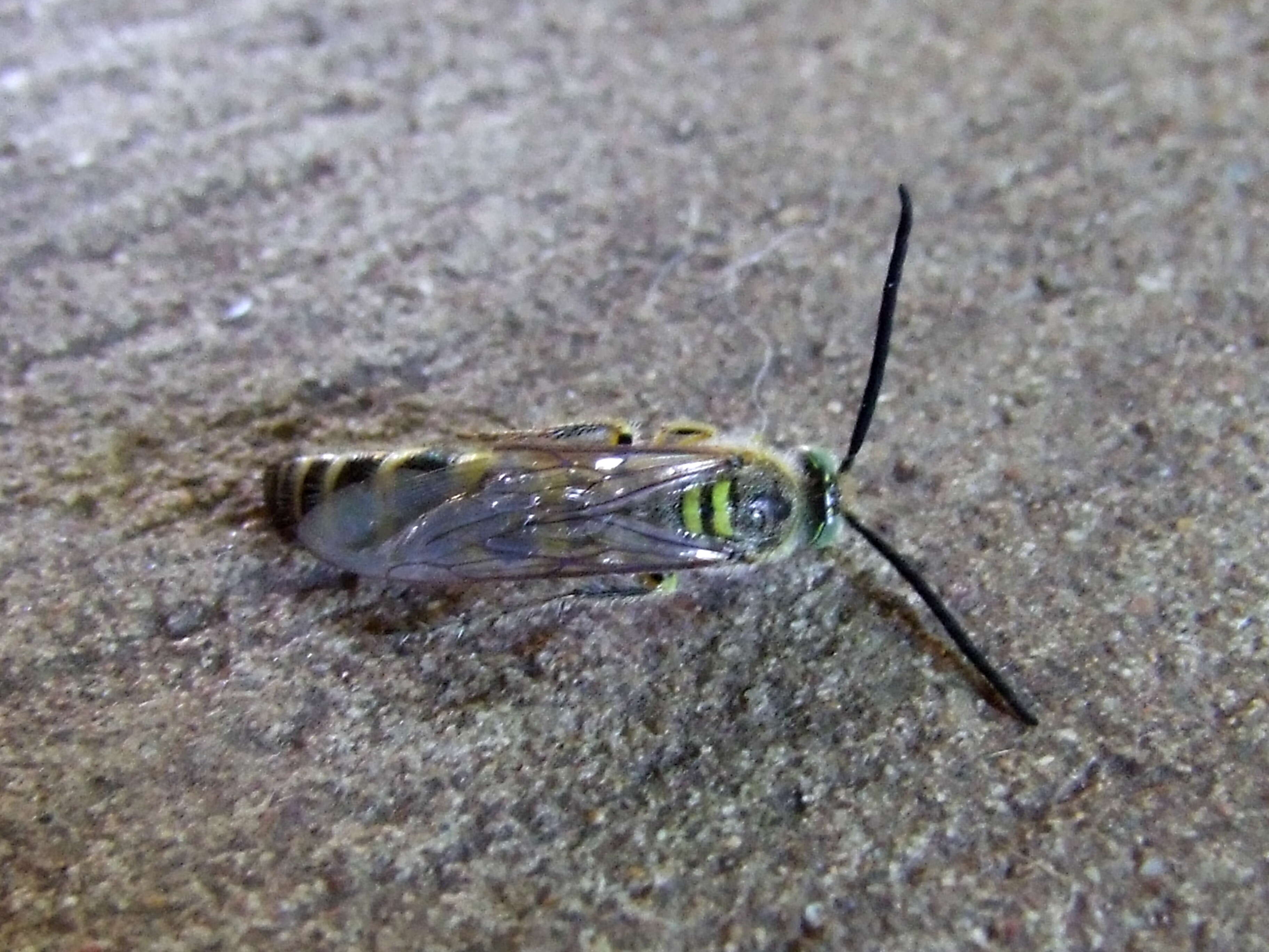 Image of scoliid wasps