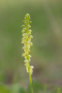 Image of Man Orchids