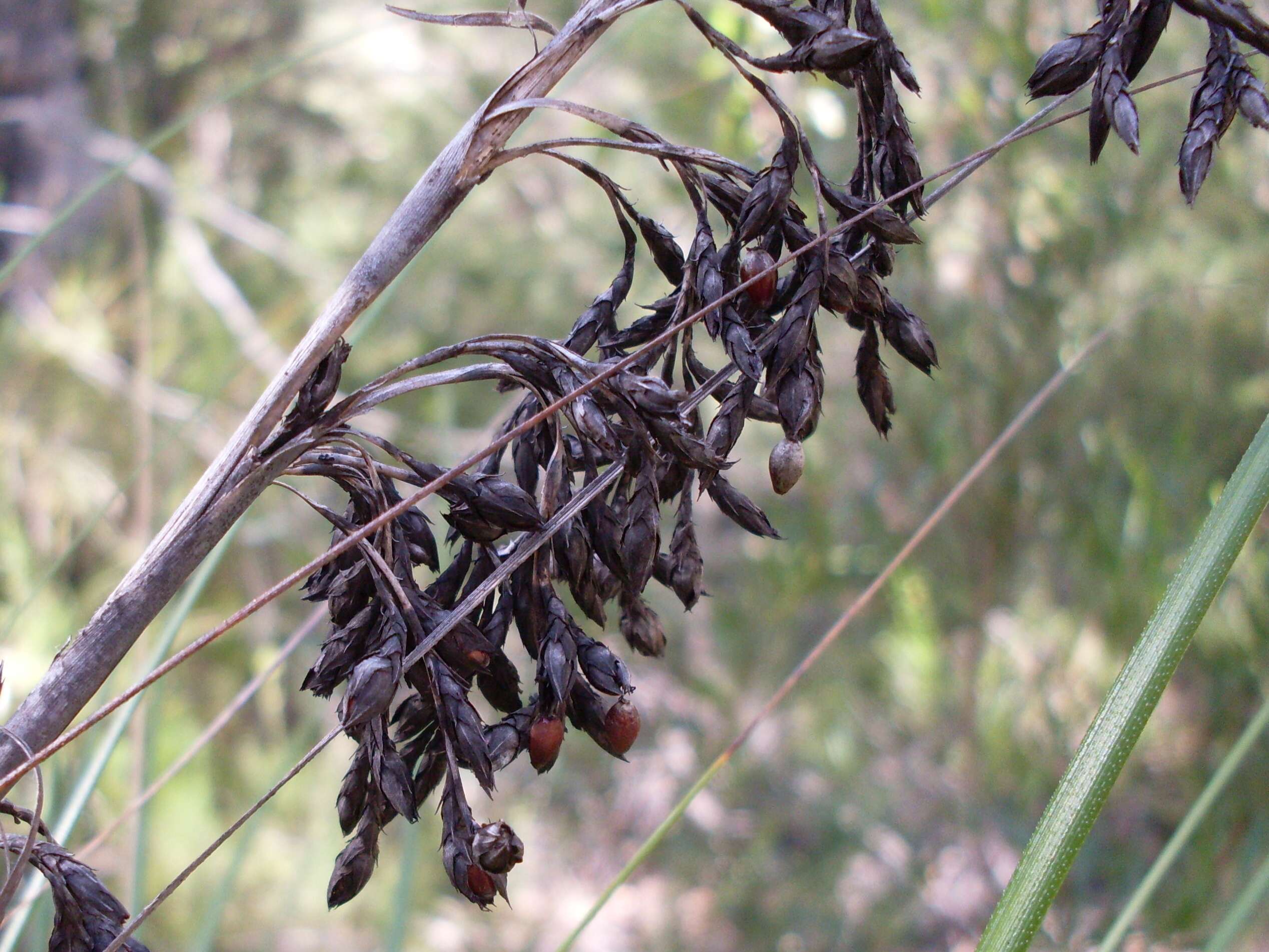 Sivun Gahnia erythrocarpa R. Br. kuva