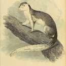 Sciurus bicolor的圖片