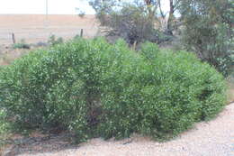 Image of Myoporum tenuifolium G. Forster