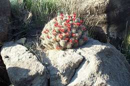 Image of hedgehog cactus