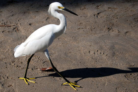 Image of Snowy Egret