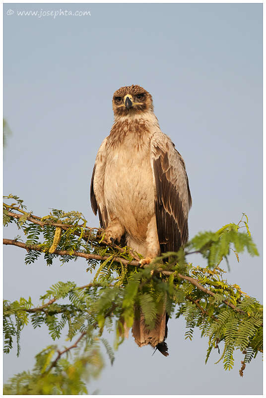 Image of Asian Tawny Eagle