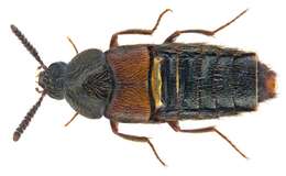 Image of Aleochara (Aleochara) curtula (Goeze 1777)