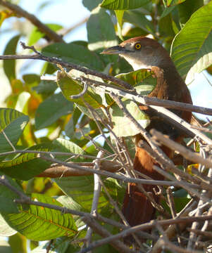 Image of Greater Thornbird