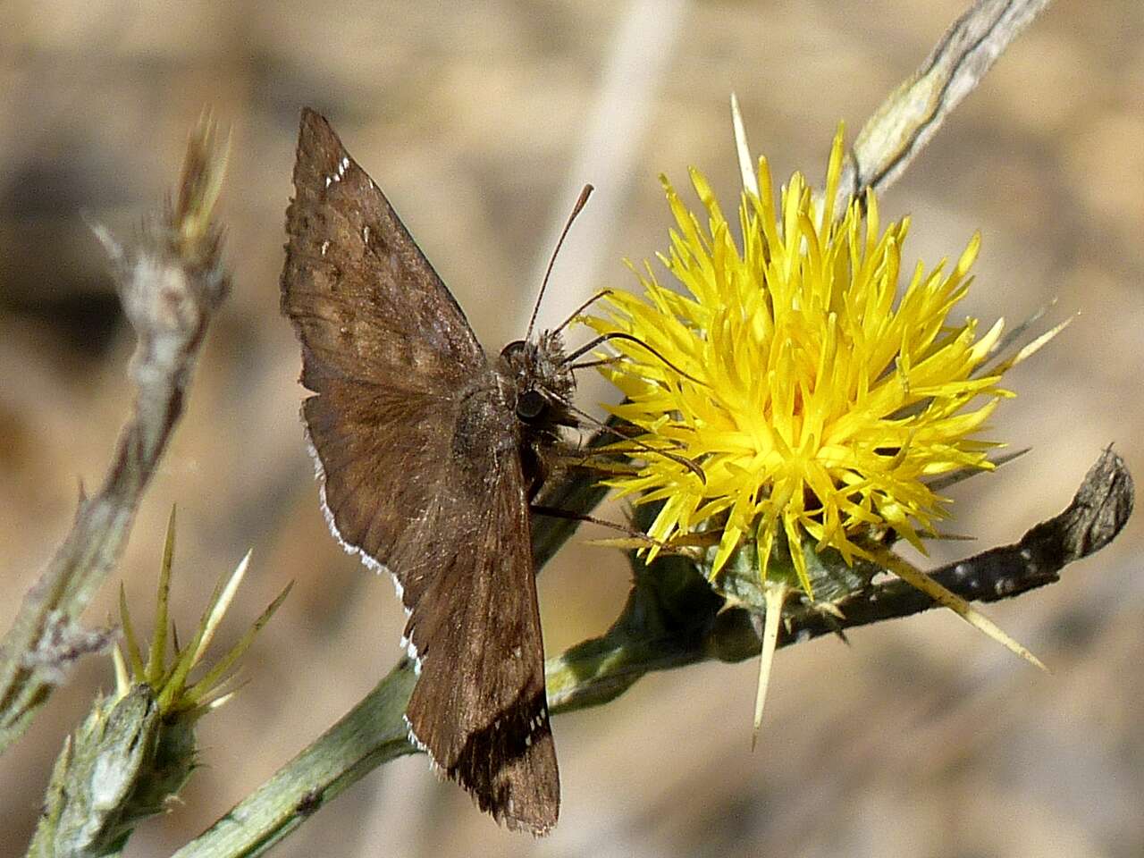 Image of Skipper