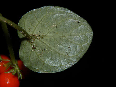 Image of Geophila cordifolia Miq.