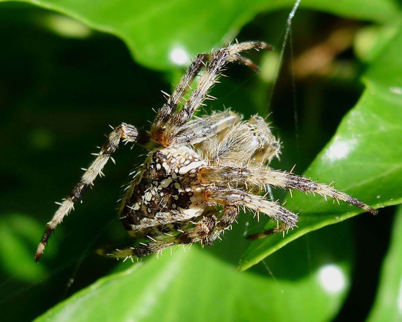 Image of Garden spider