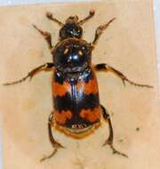 Nicrophorus (Nicrophorus) vespillo (Linnaeus 1758) resmi