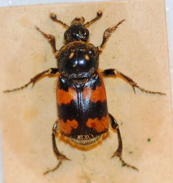 Image of Burying beetle