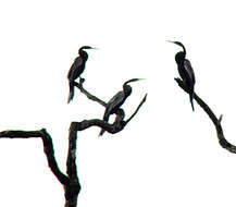 Image of anhingas and darters