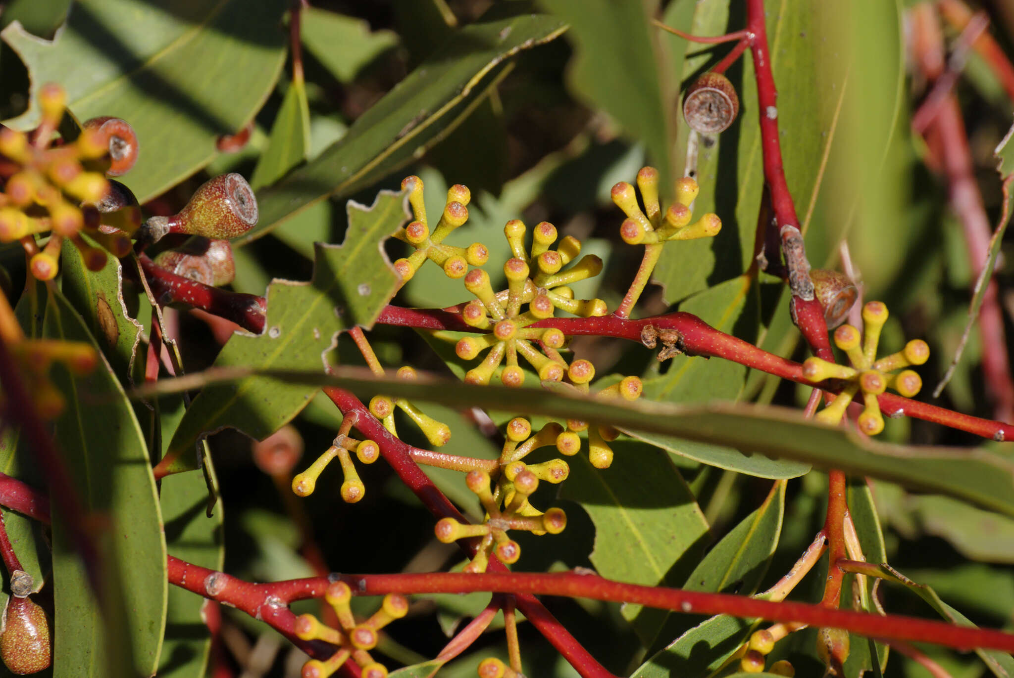 Imagem de Eucalyptus sieberi L. A. S. Johnson