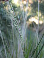 Image of Austrostipa scabra (Lindl.) S. W. L. Jacobs & J. Everett