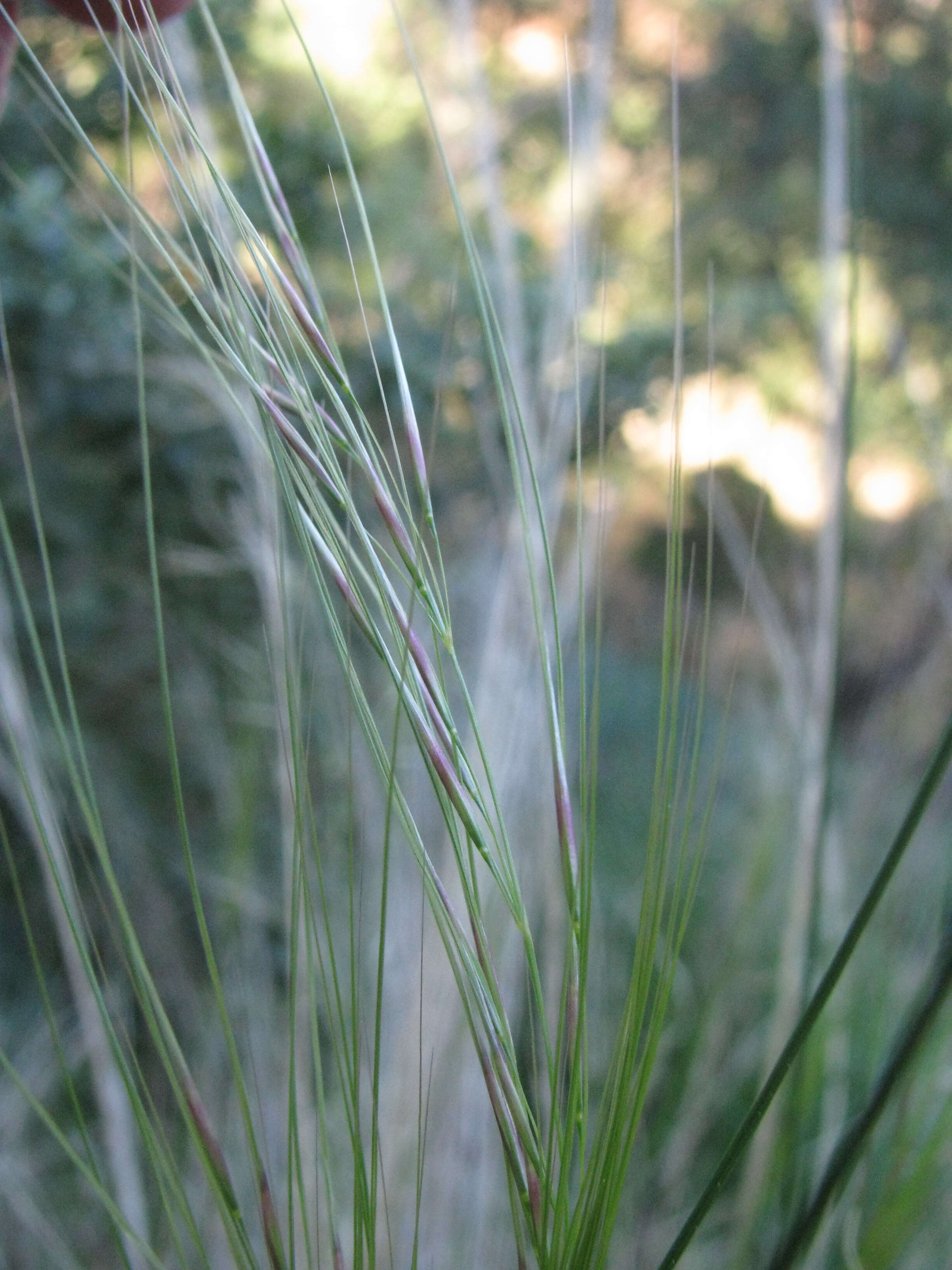 Image of Austrostipa scabra (Lindl.) S. W. L. Jacobs & J. Everett