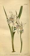 Image of Gladiolus inflatus (Thunb.) Thunb.