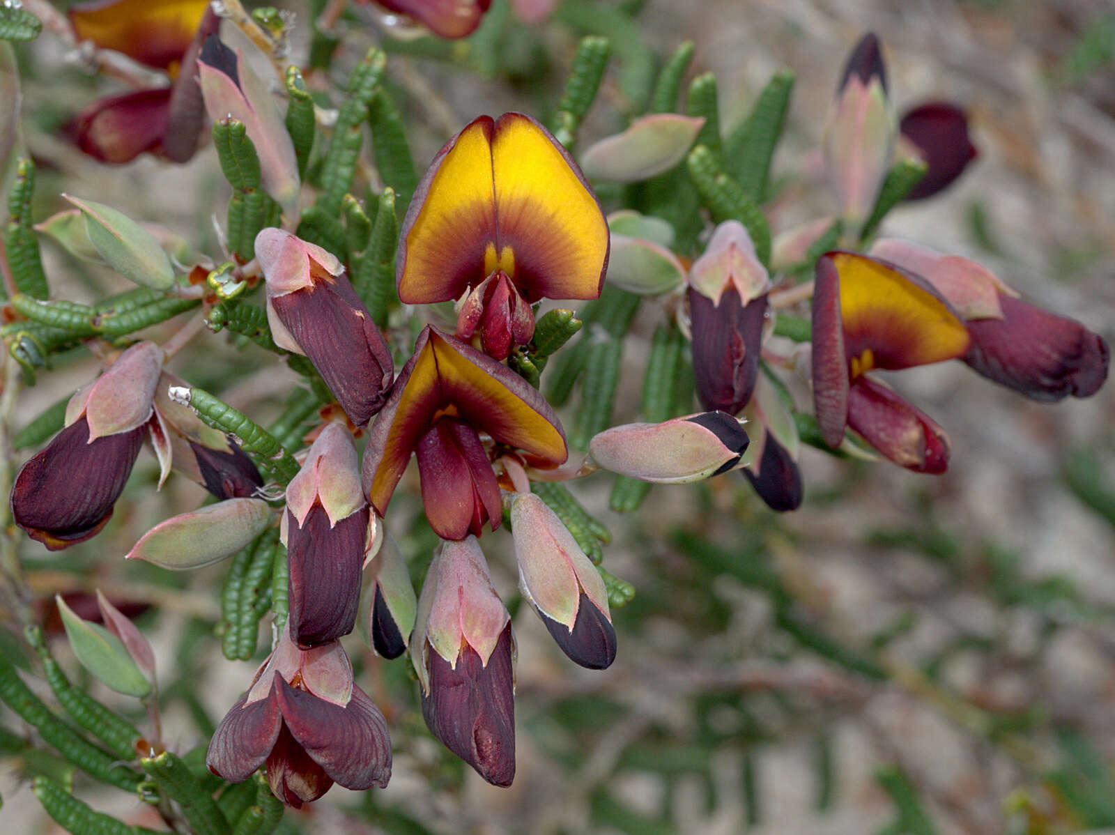 Plancia ëd Bossiaea eriocarpa Benth.