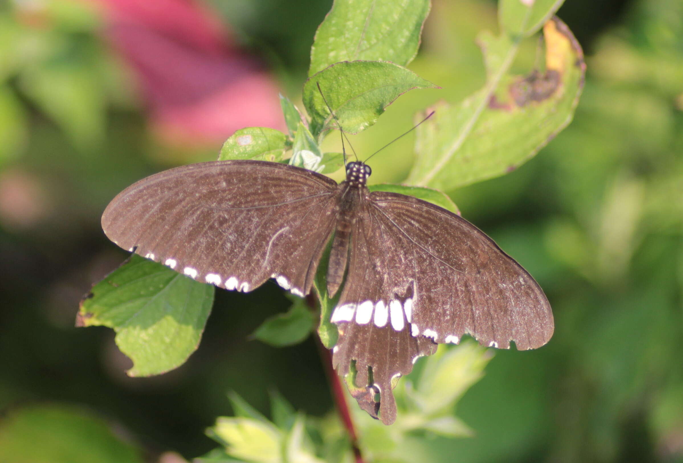 Image of Papilio polytes Linnaeus 1758