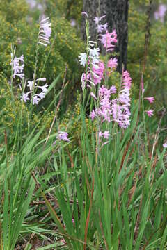 Imagem de Watsonia borbonica (Pourr.) Goldblatt