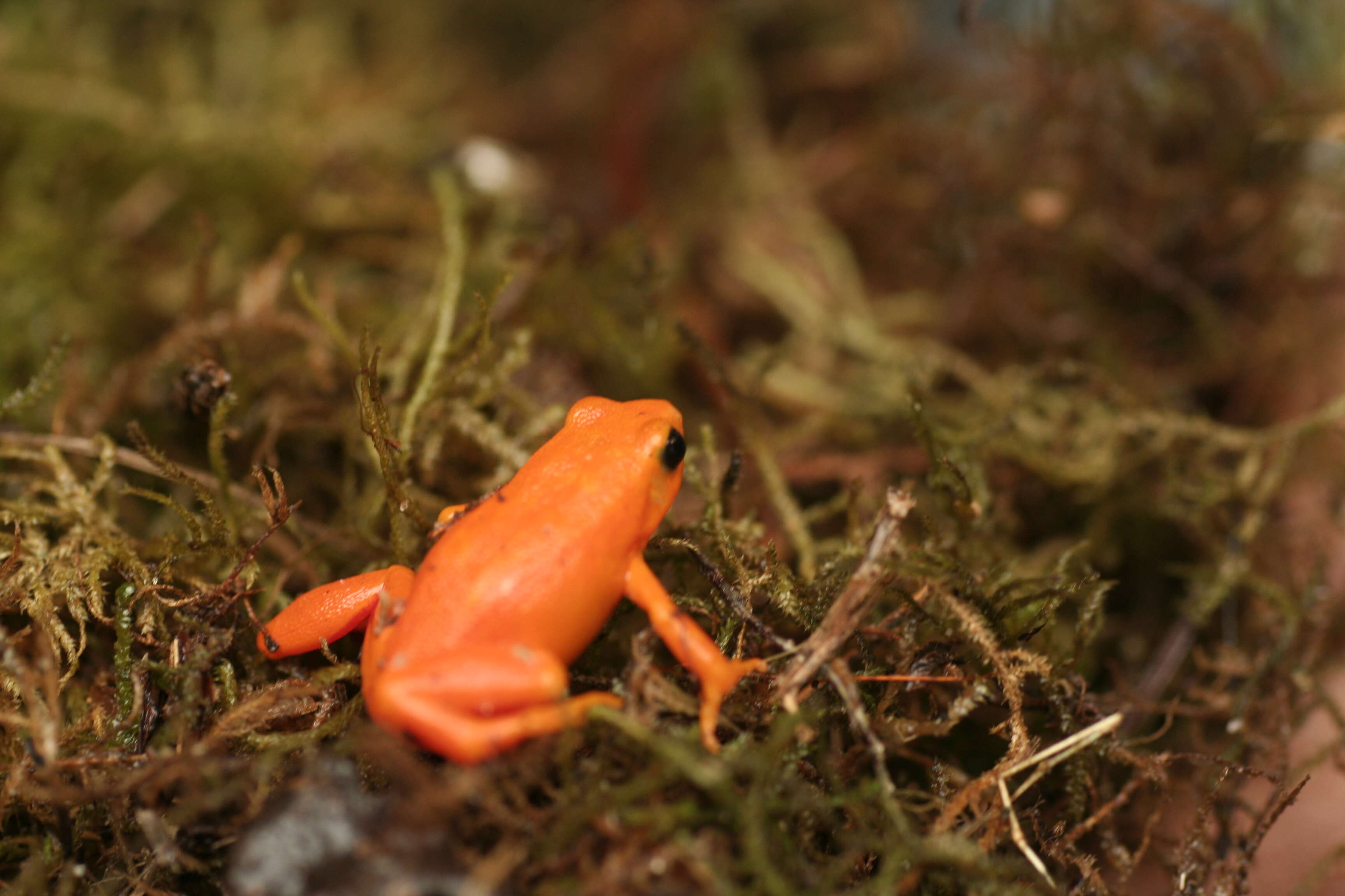 Image of Ginger Tree Frog